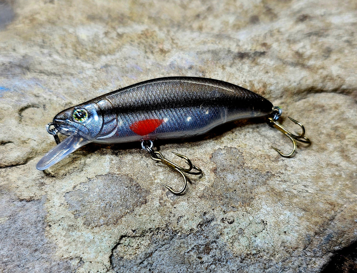 Humpback RedFin Minnow