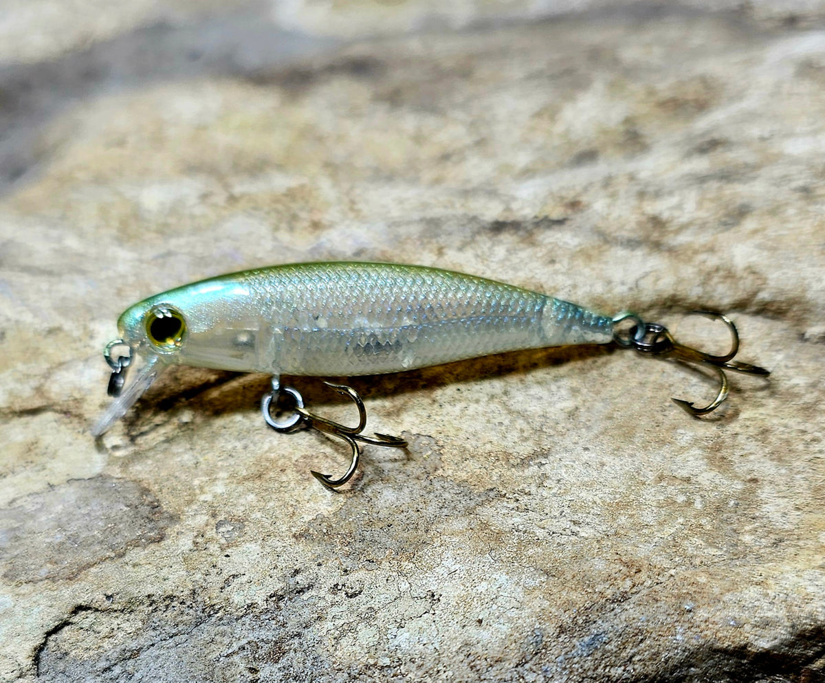 Emerald Shiner Minnow