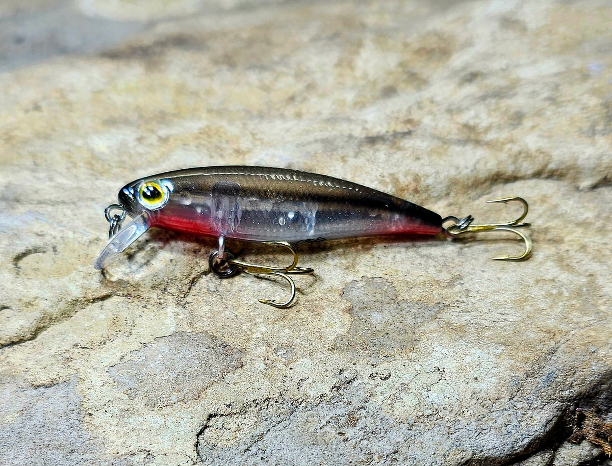 Black Nose Dace Minnow